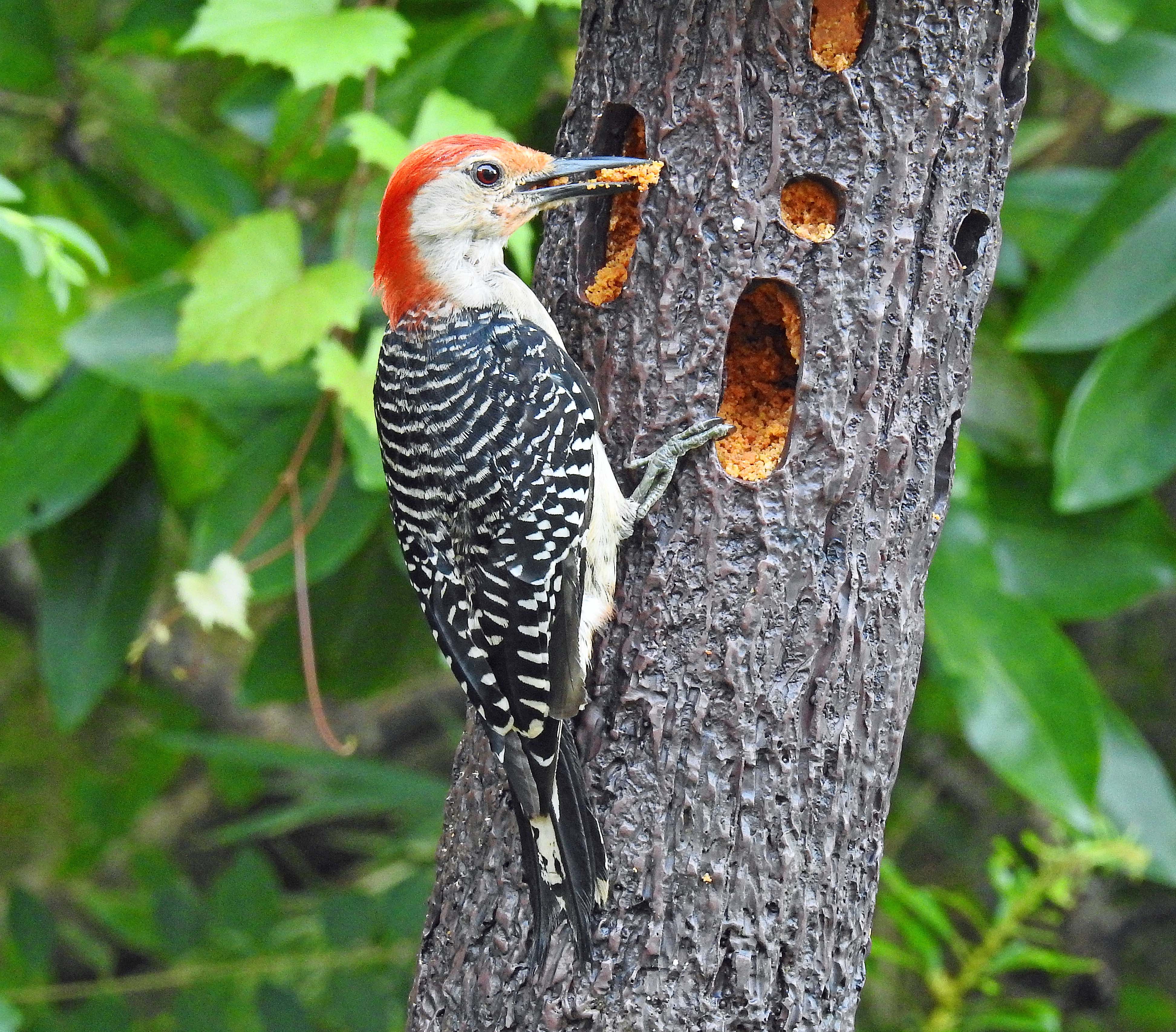 Red-bellied woodpecker.jpg