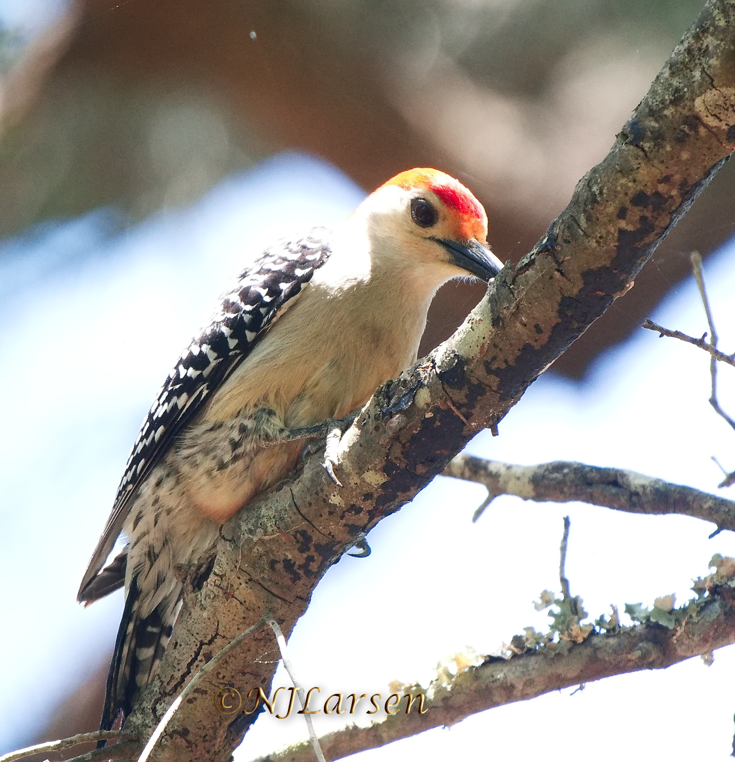Red-bellied Woodpecker P1250253.jpg