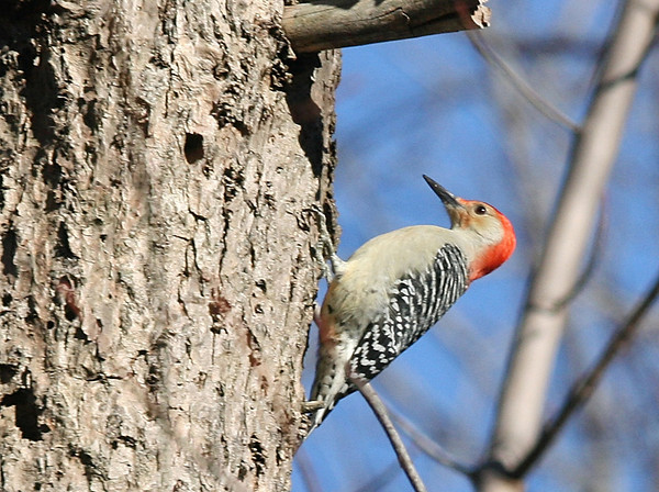 Red-bellied Woodpecker