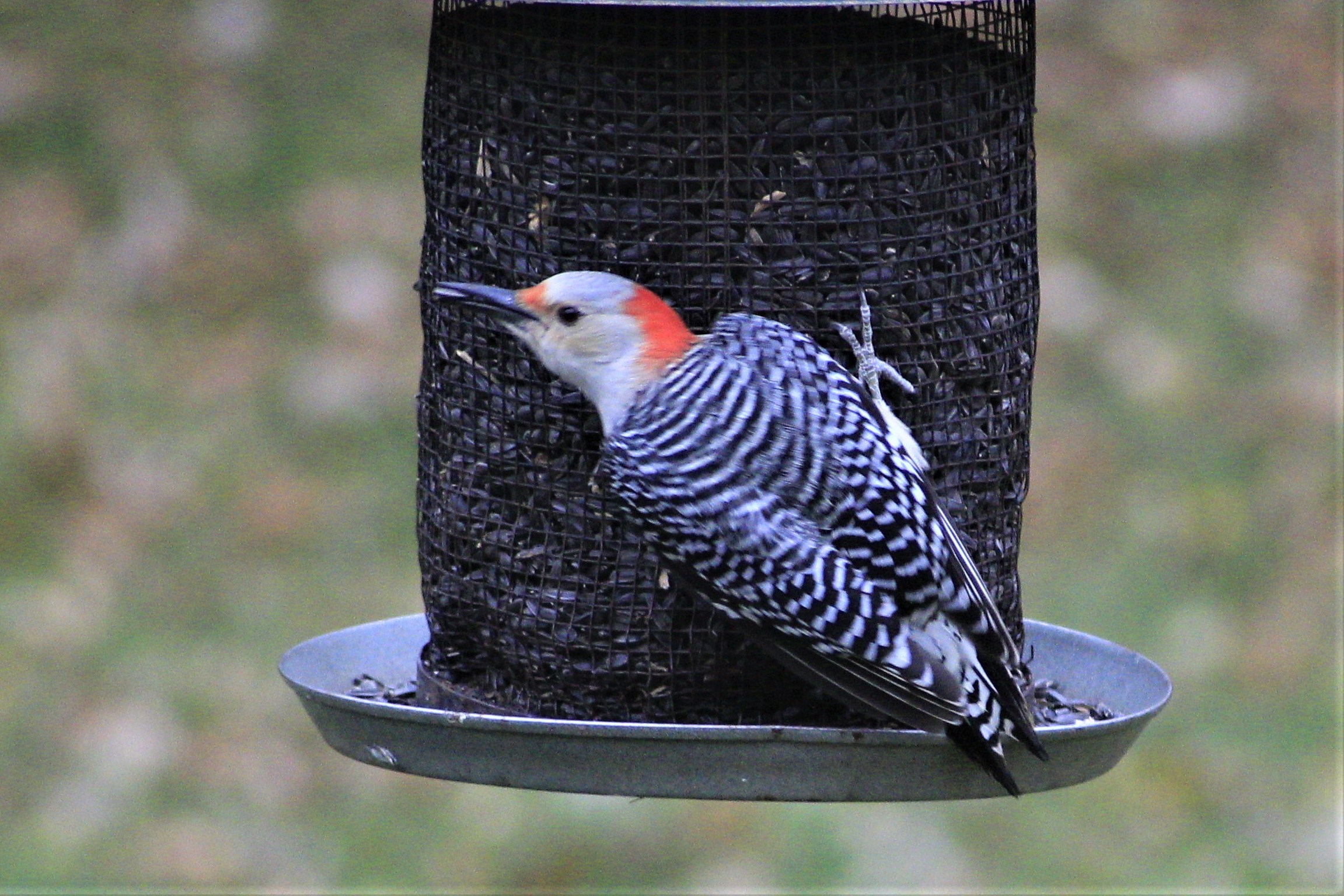 Red-Bellied Woodpecker_MG_6586