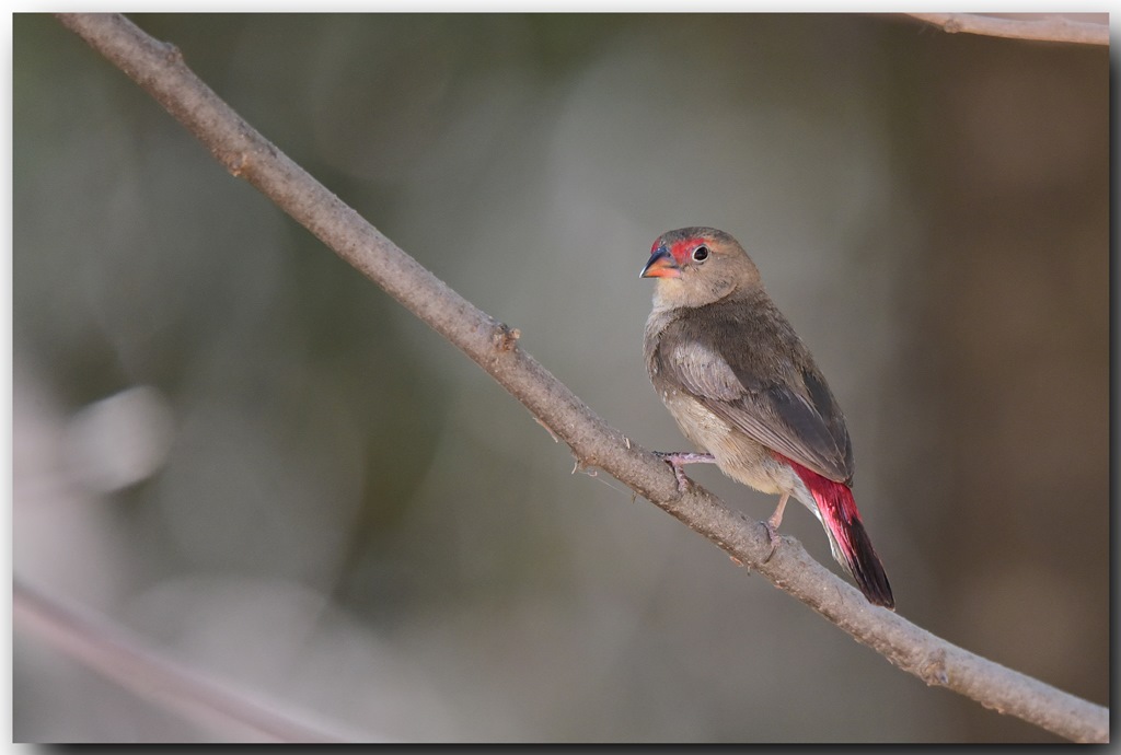 Red-billed Firefinch - female