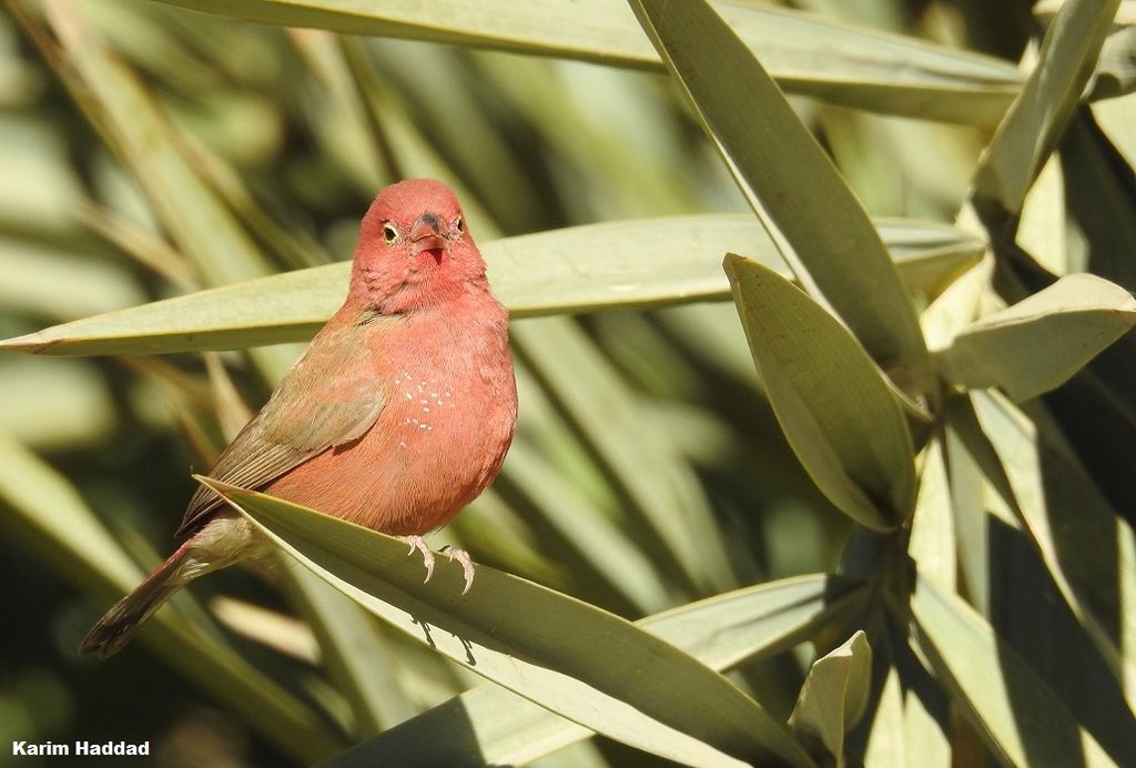 Red-billed firefinch