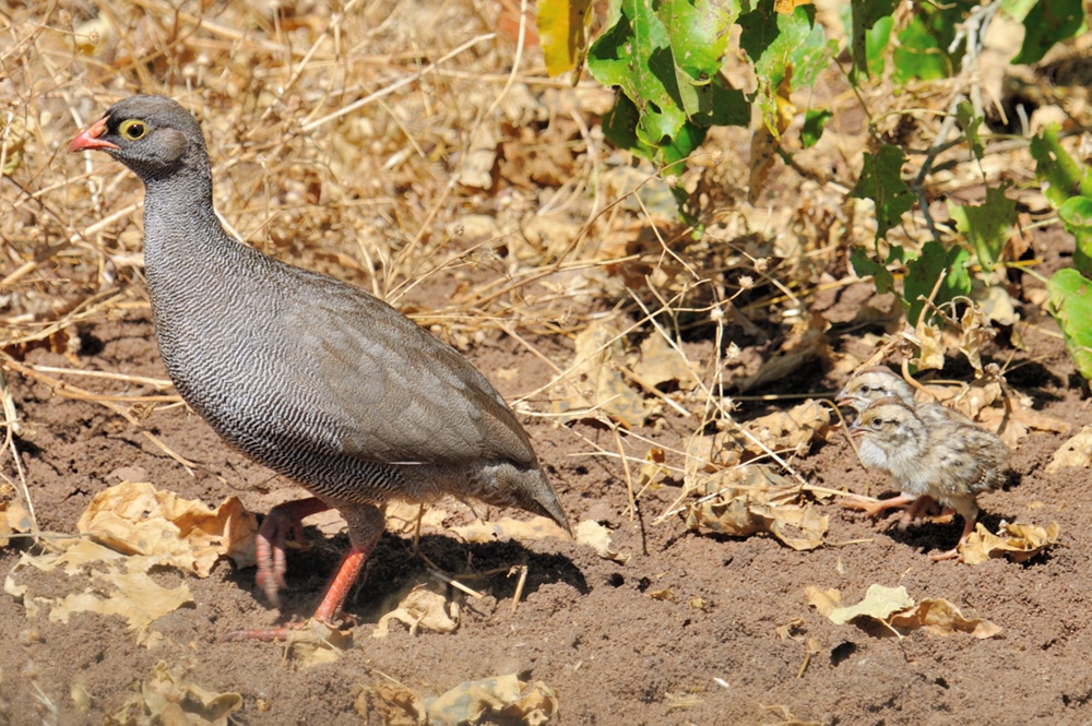 Red-billed Francolin