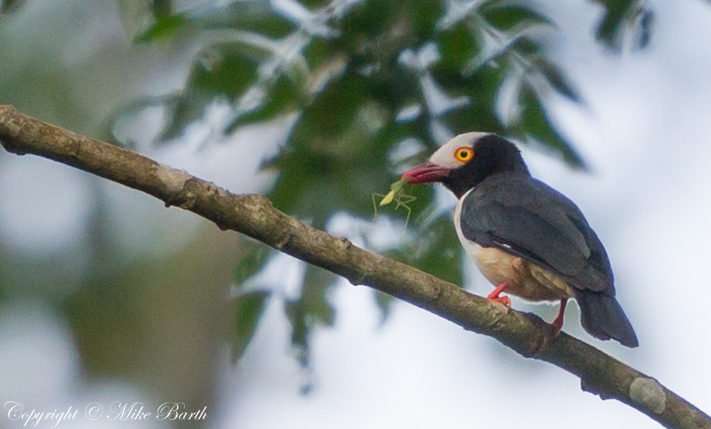 Red-billed Helmetshrike