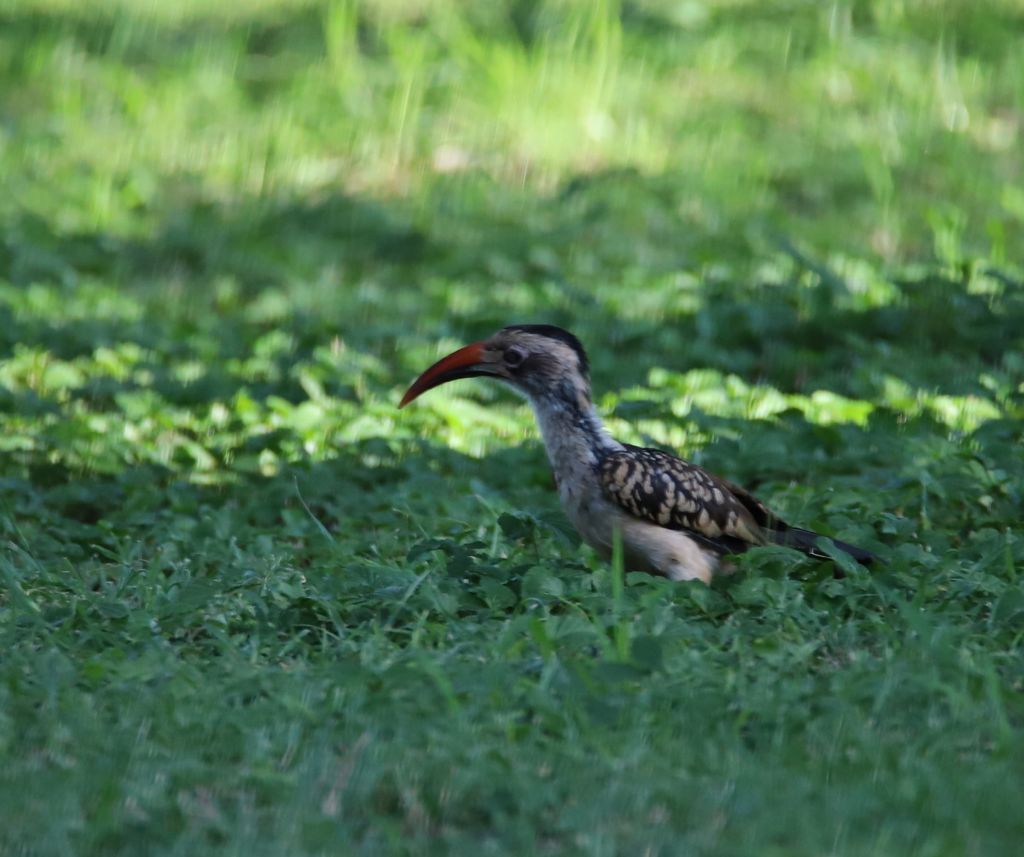 Red billed hornbill