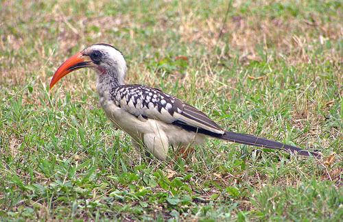 Red-billed Hornbill