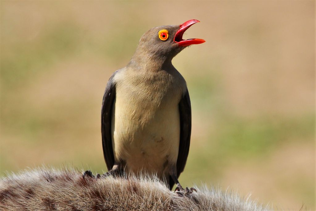 Red-billed Oxpecker