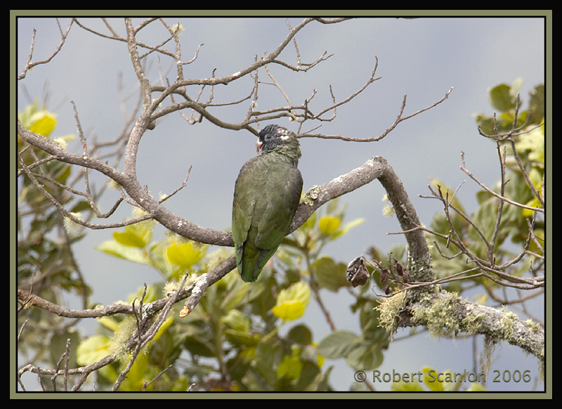 Red-billed Parrot