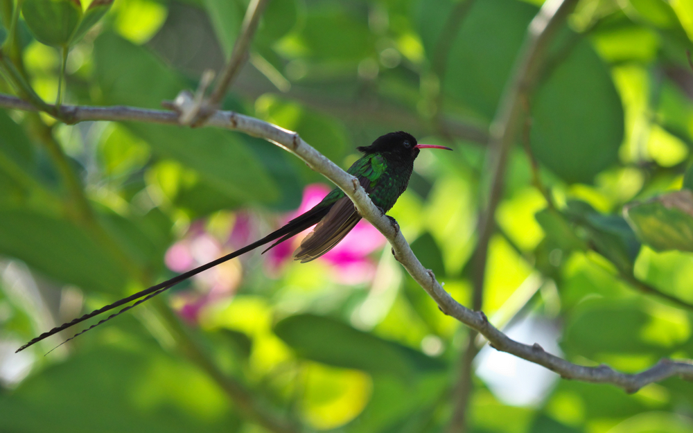 Red-billed Streamertail