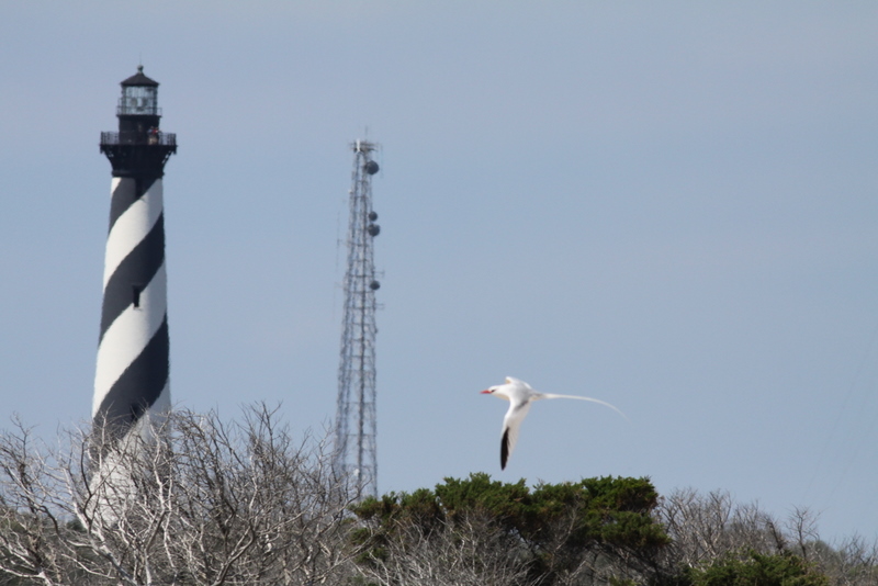 Red-billed Tropicbird