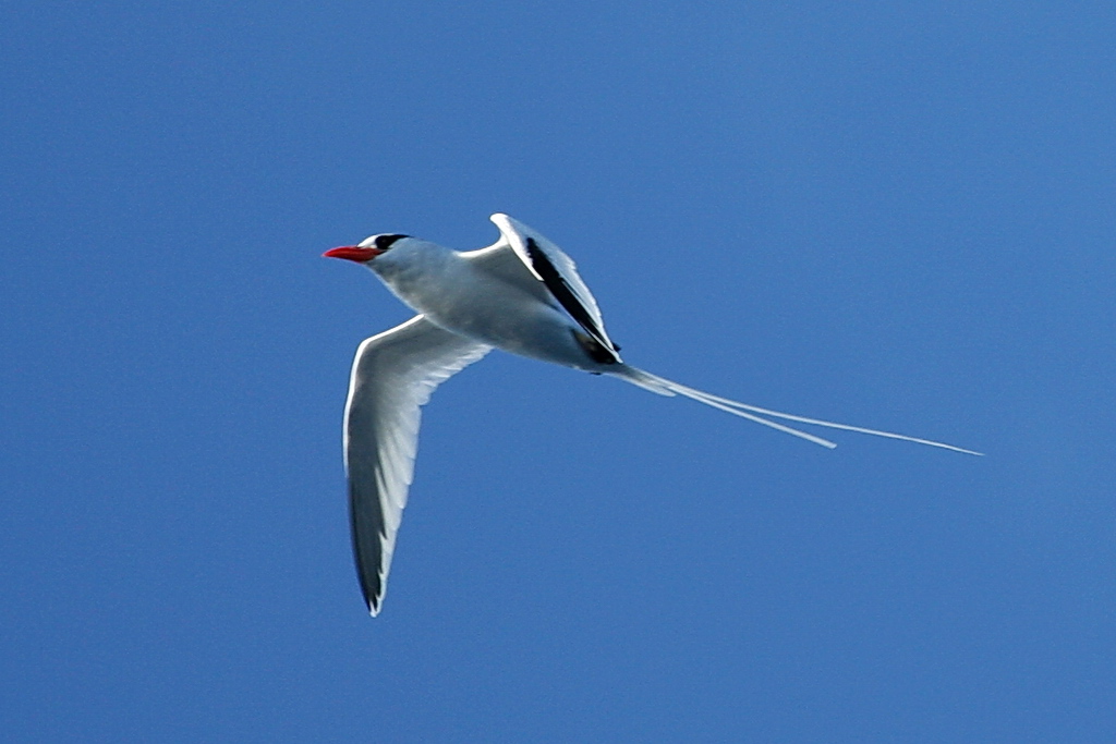 Red-billed Tropicbird