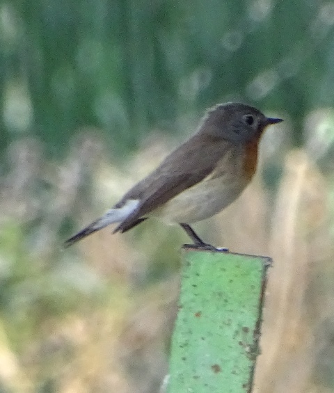 Red-breasted Flycatcher