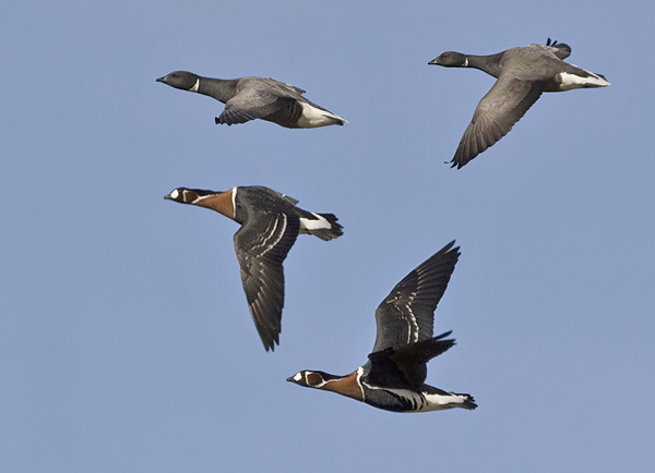 Red-breasted Geese