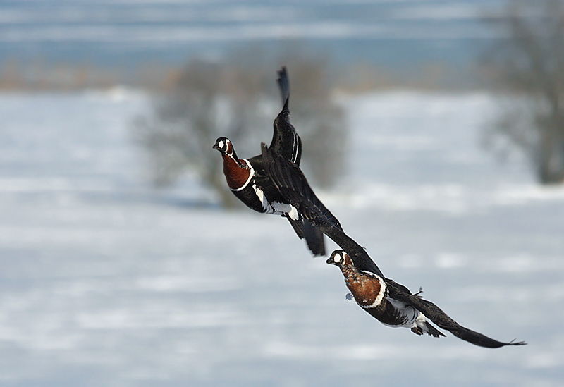 Red-breasted geese