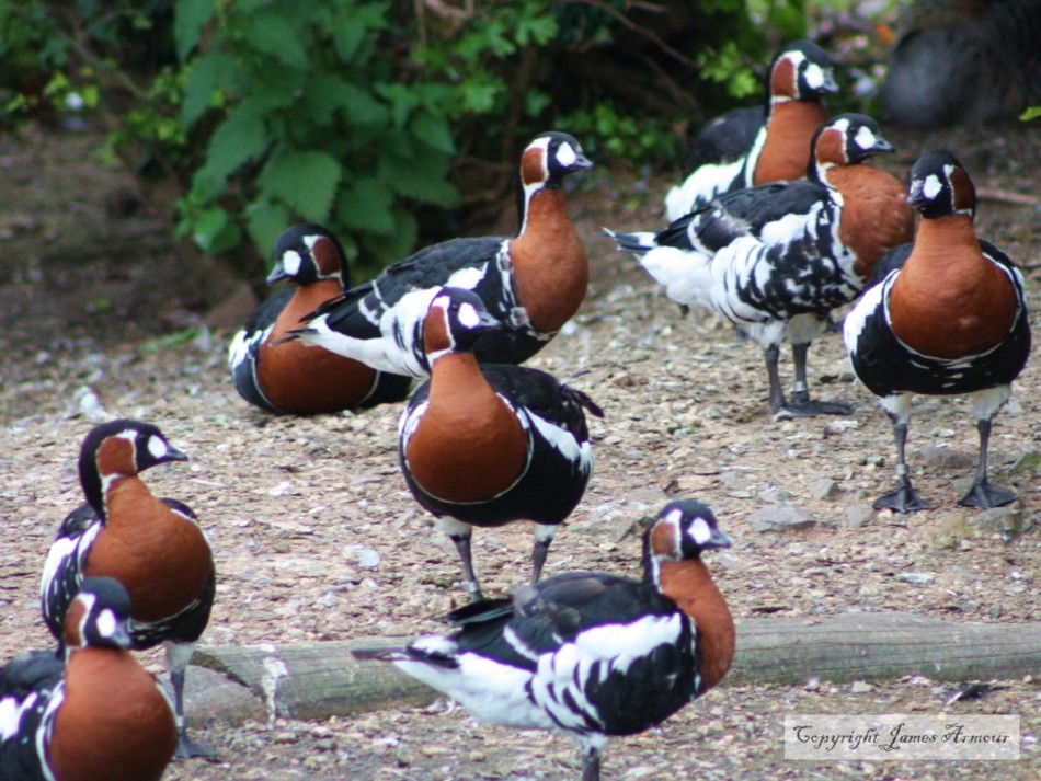 Red-breasted Geese