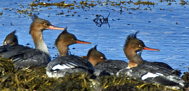 Red Breasted Merganser's.