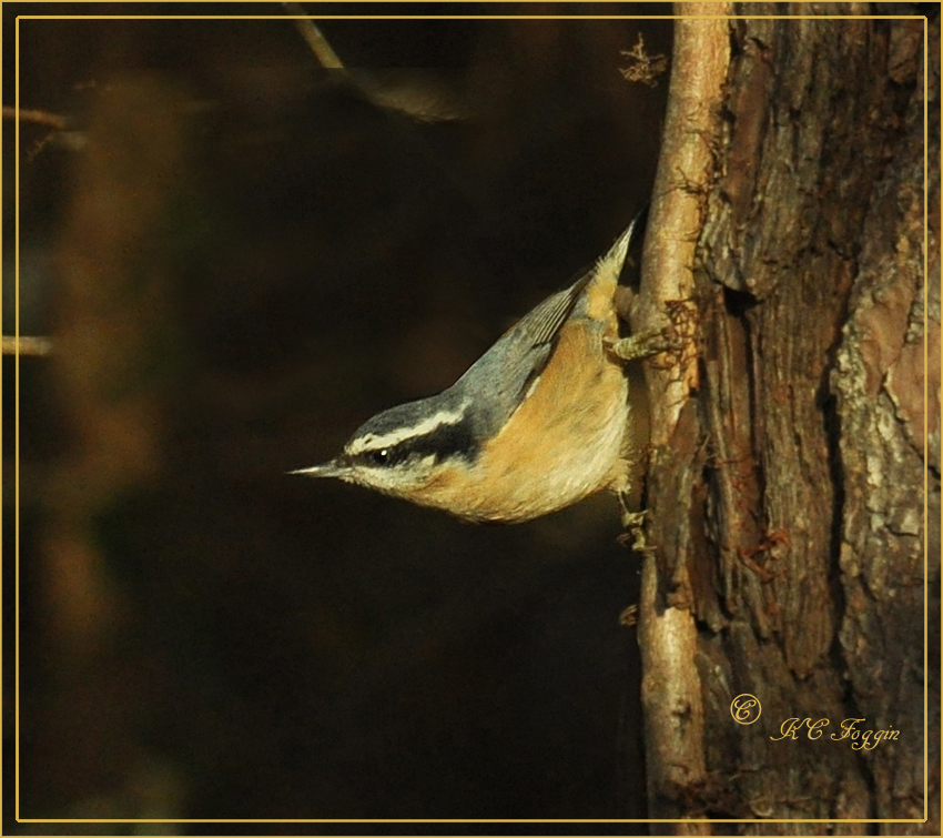 Red-breasted Nuthatch and no reports