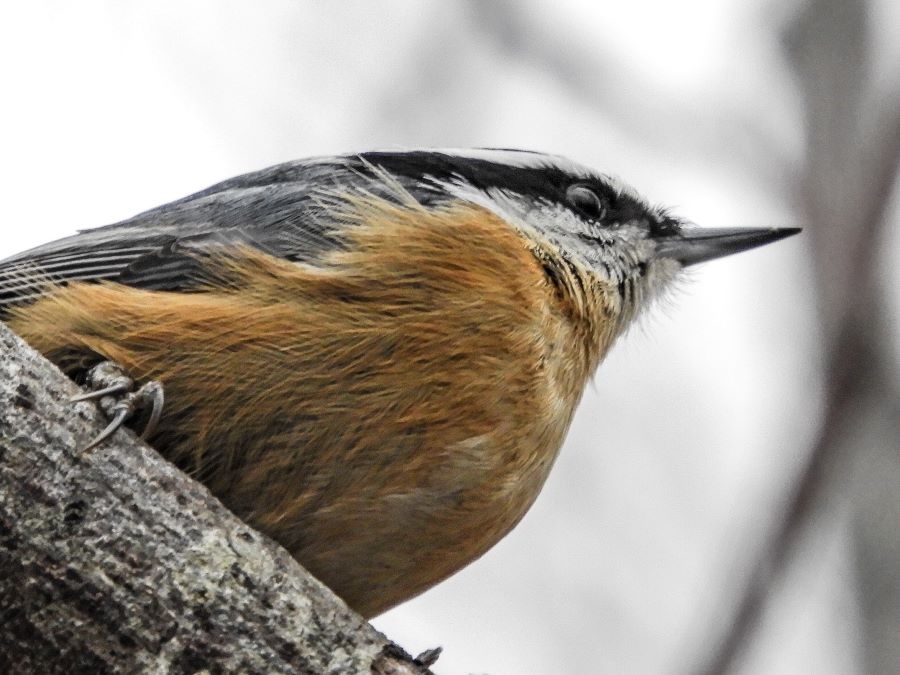 Red Breasted Nuthatch