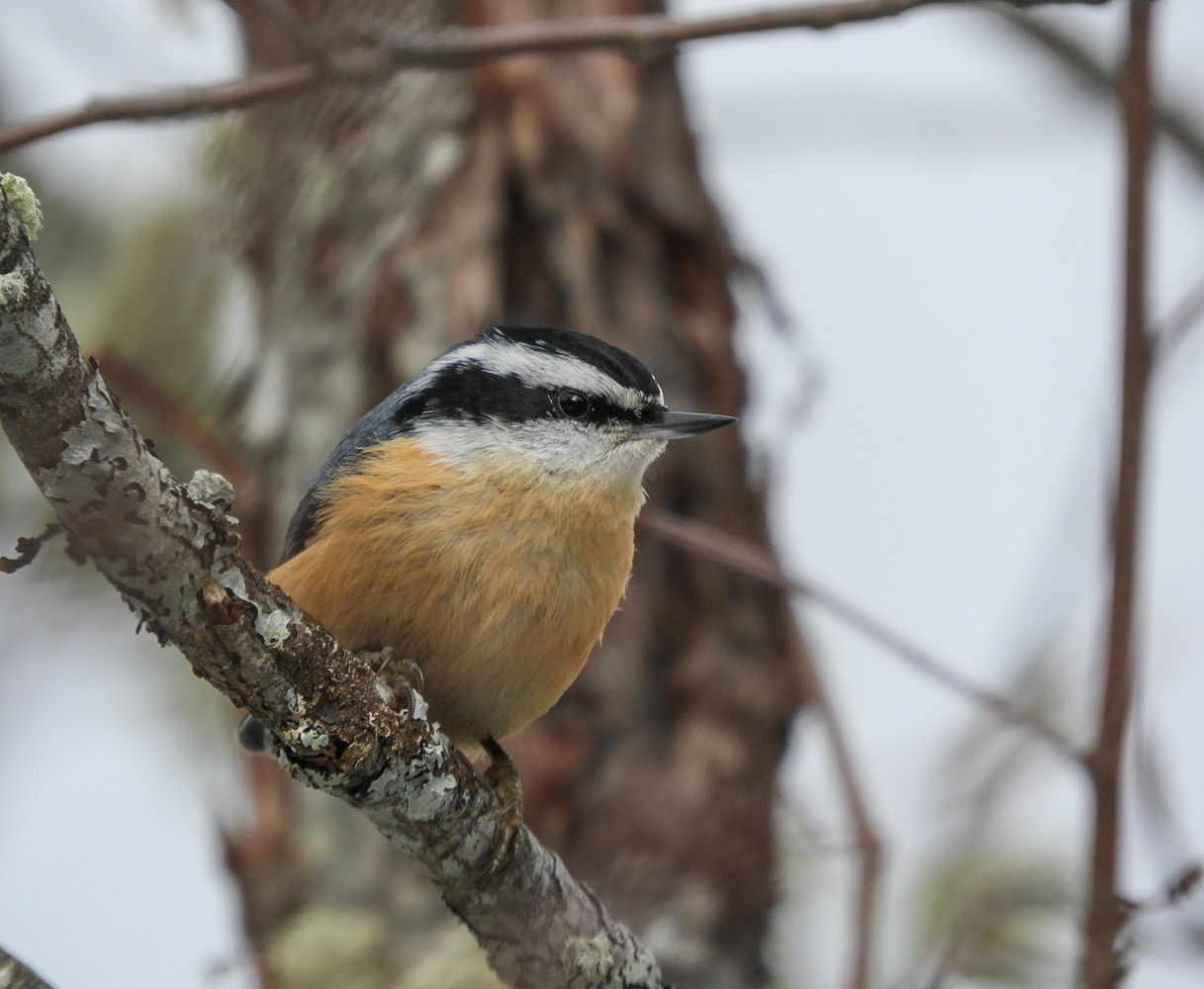 Red Breasted Nuthatch