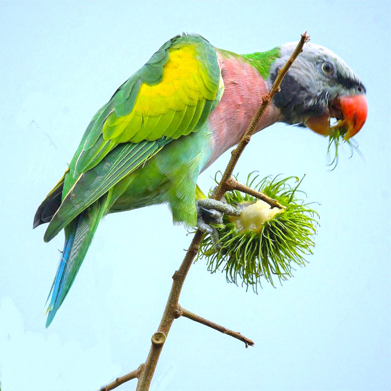 Red-breasted Parakeet