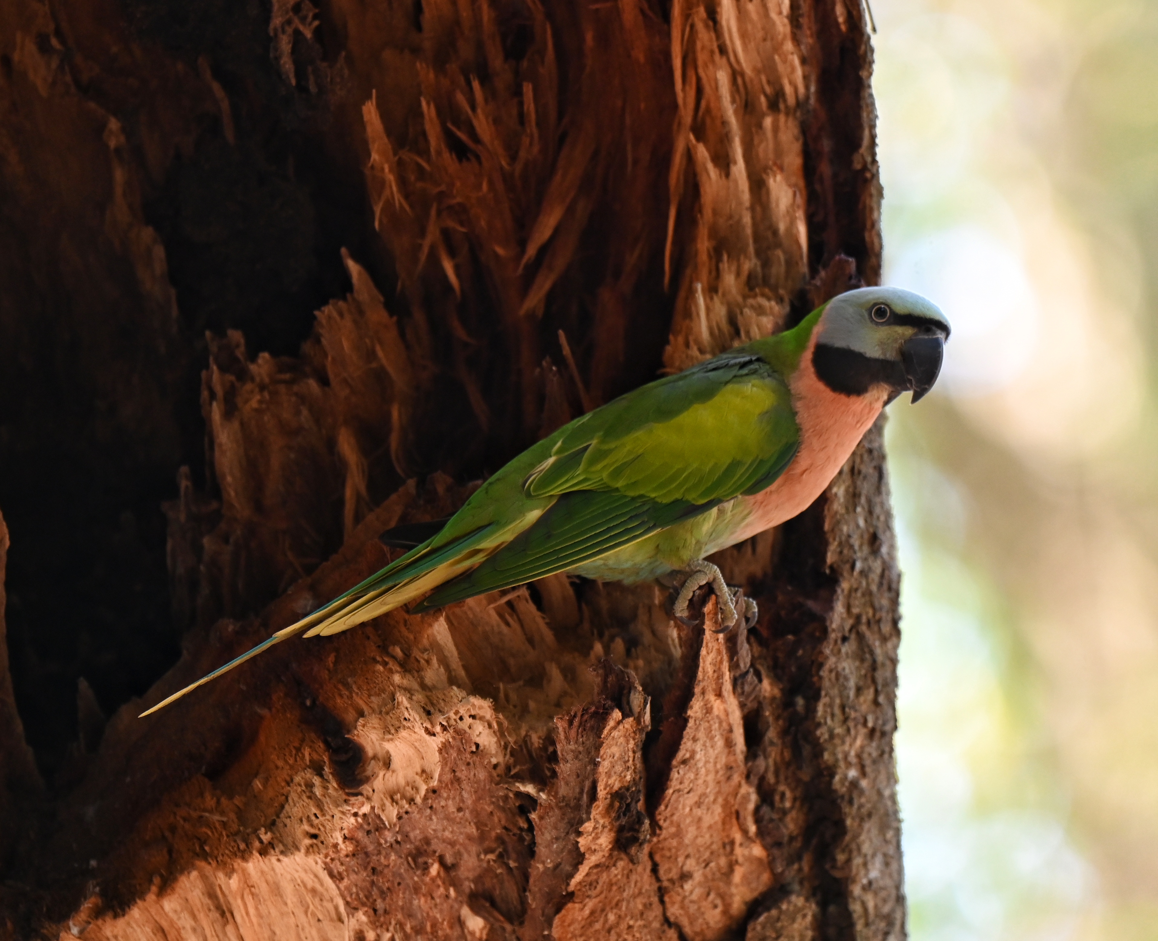 Red Breasted Parakeet.