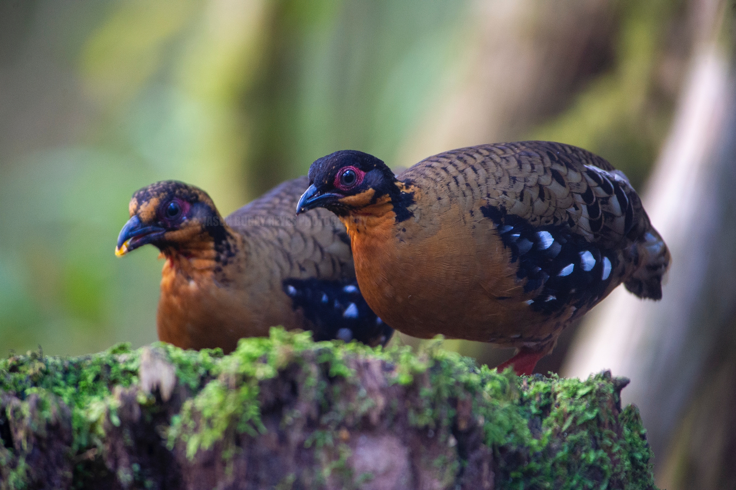 Red-breasted Partridge