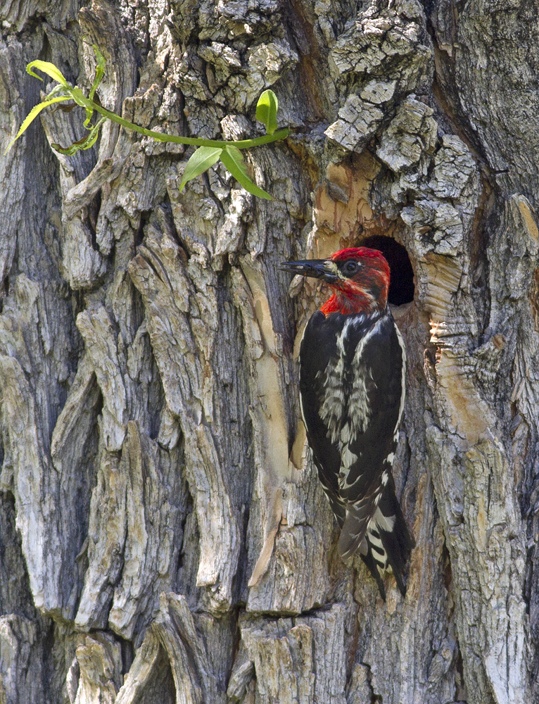 Red Breasted Sapsucker