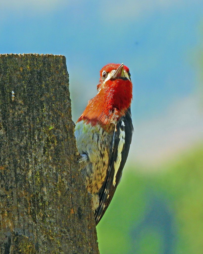 Red-breasted Sapsucker