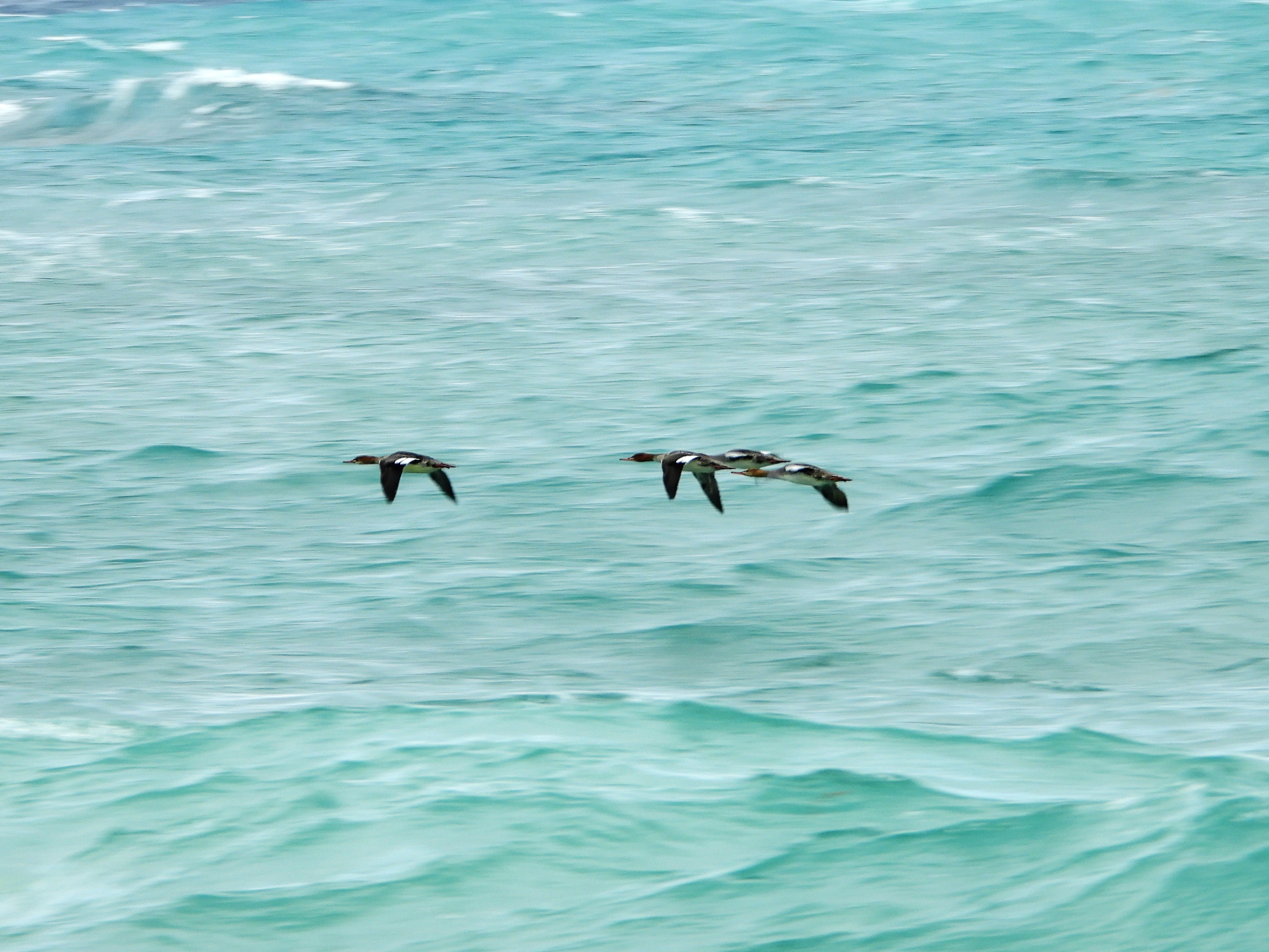 red brested merganser.JPG