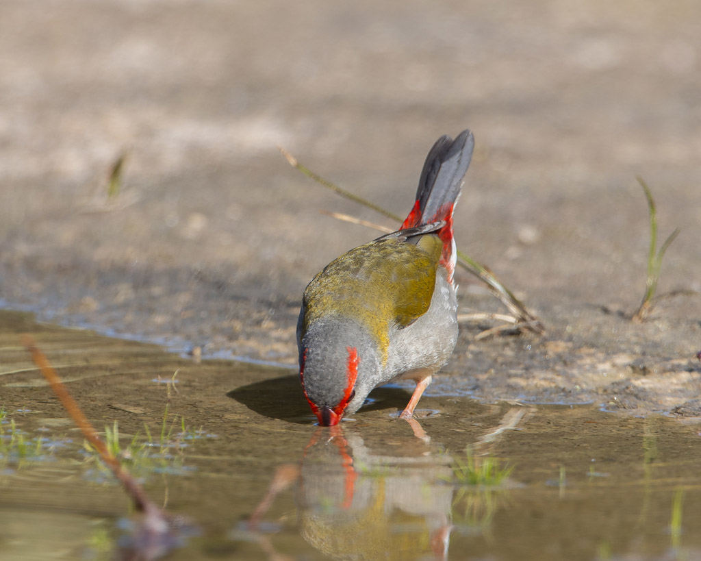 Red-browed Finch