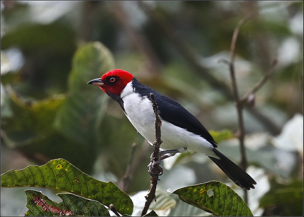 Red-capped Cardinal (male)