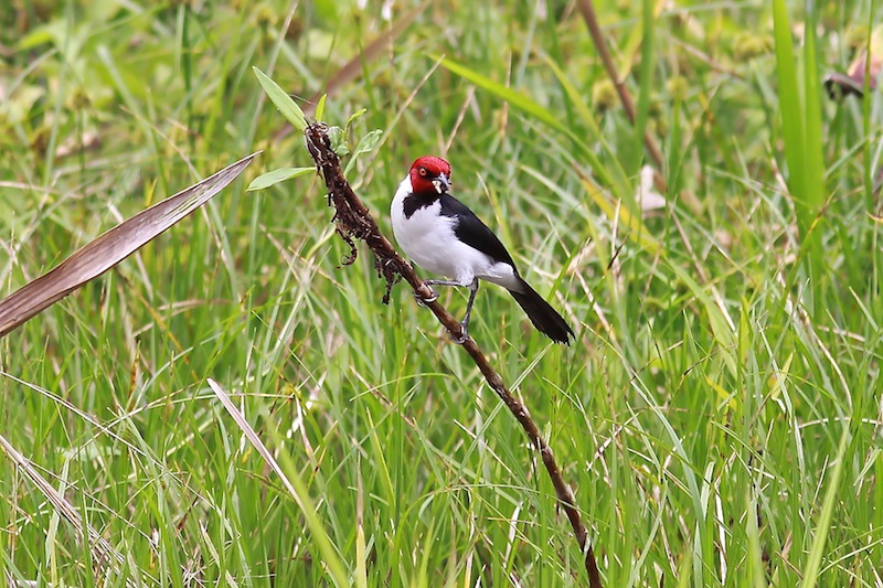 Red-capped Cardinal