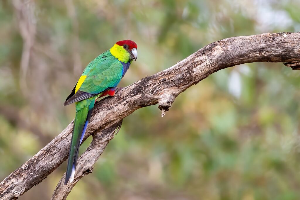 Red sales capped parrot