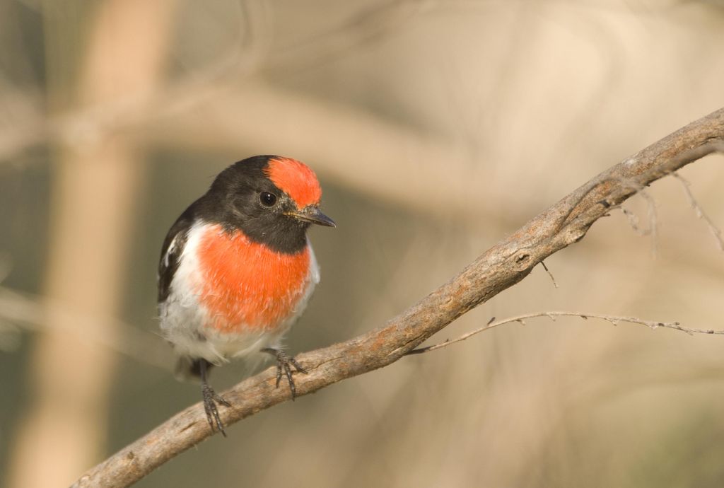 Red-capped Robin