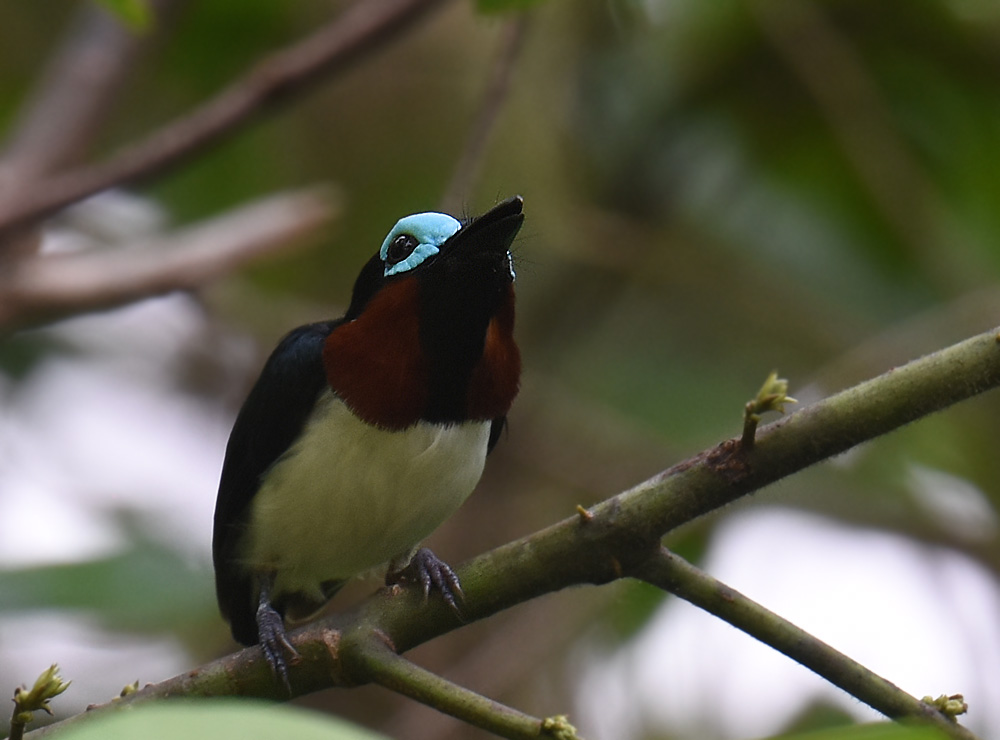 Red-cheeked Wattle-eye