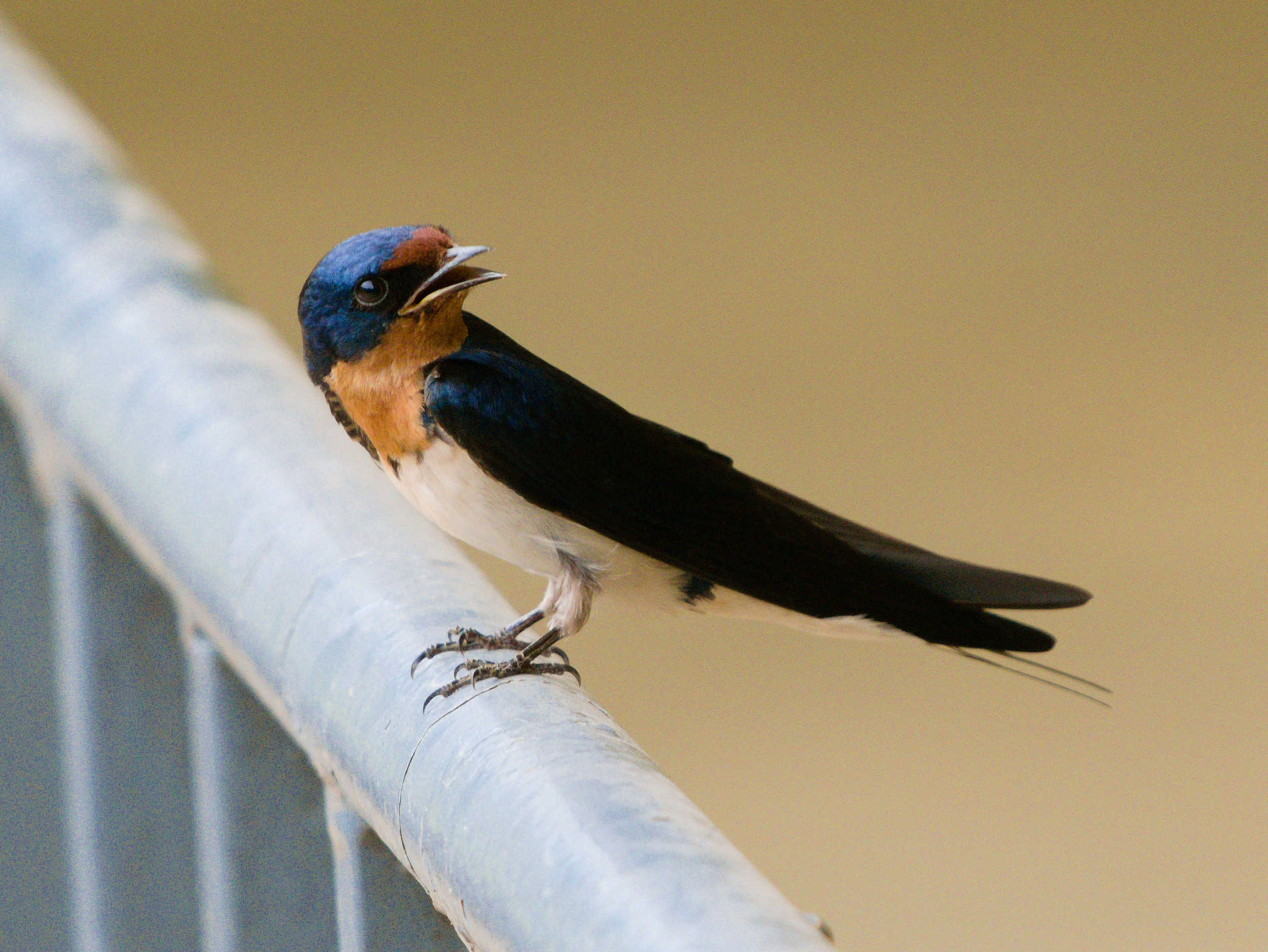 Red Chested Swallow 2.jpg