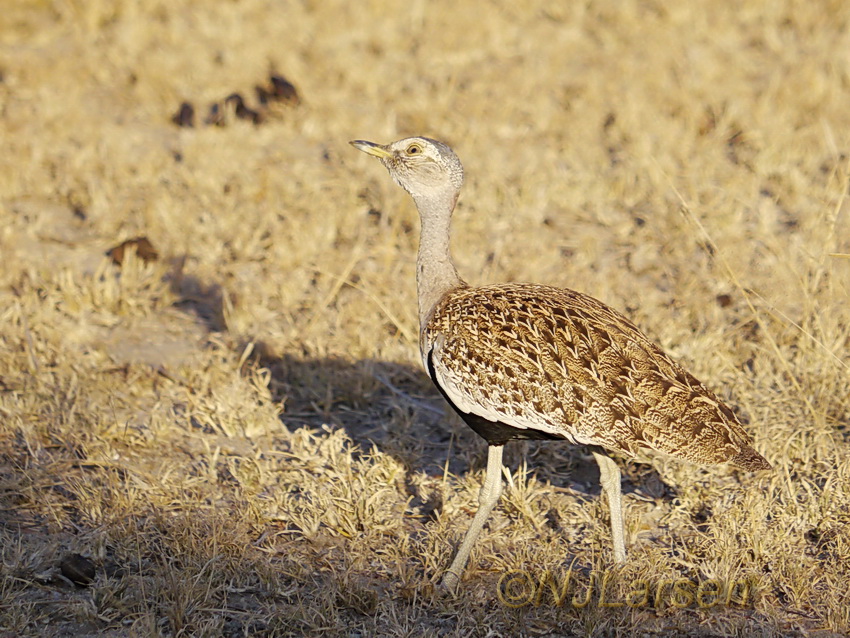 Red-crested Bustard