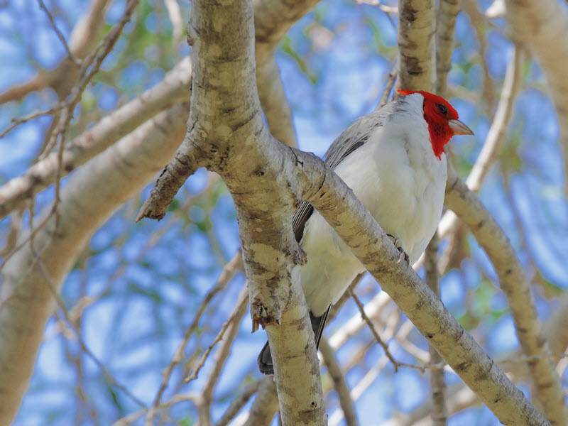 Red-crested Cardinal