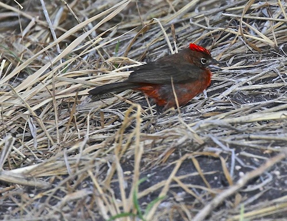 Red-crested Finch (male)