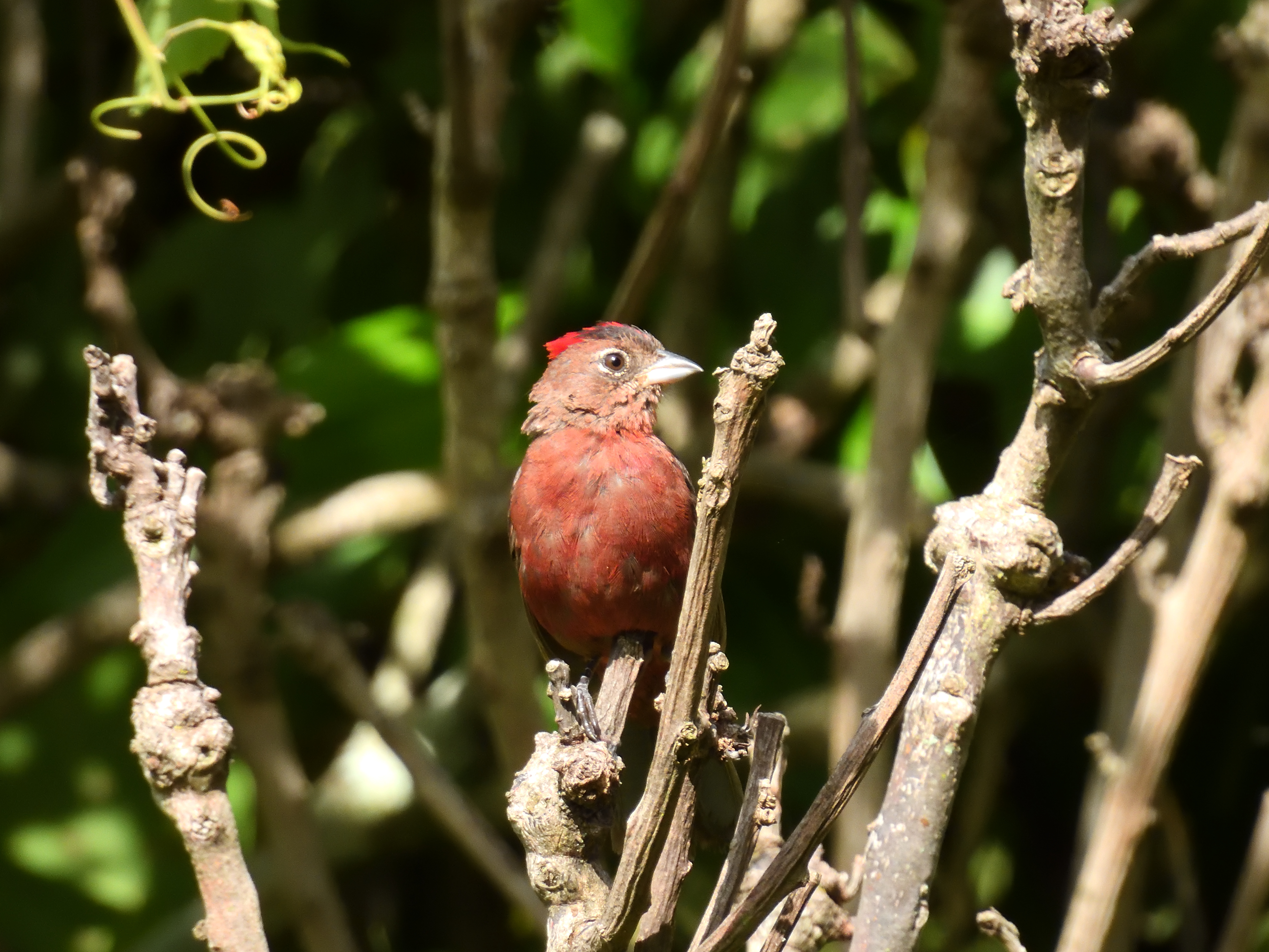 Red-crested Finch