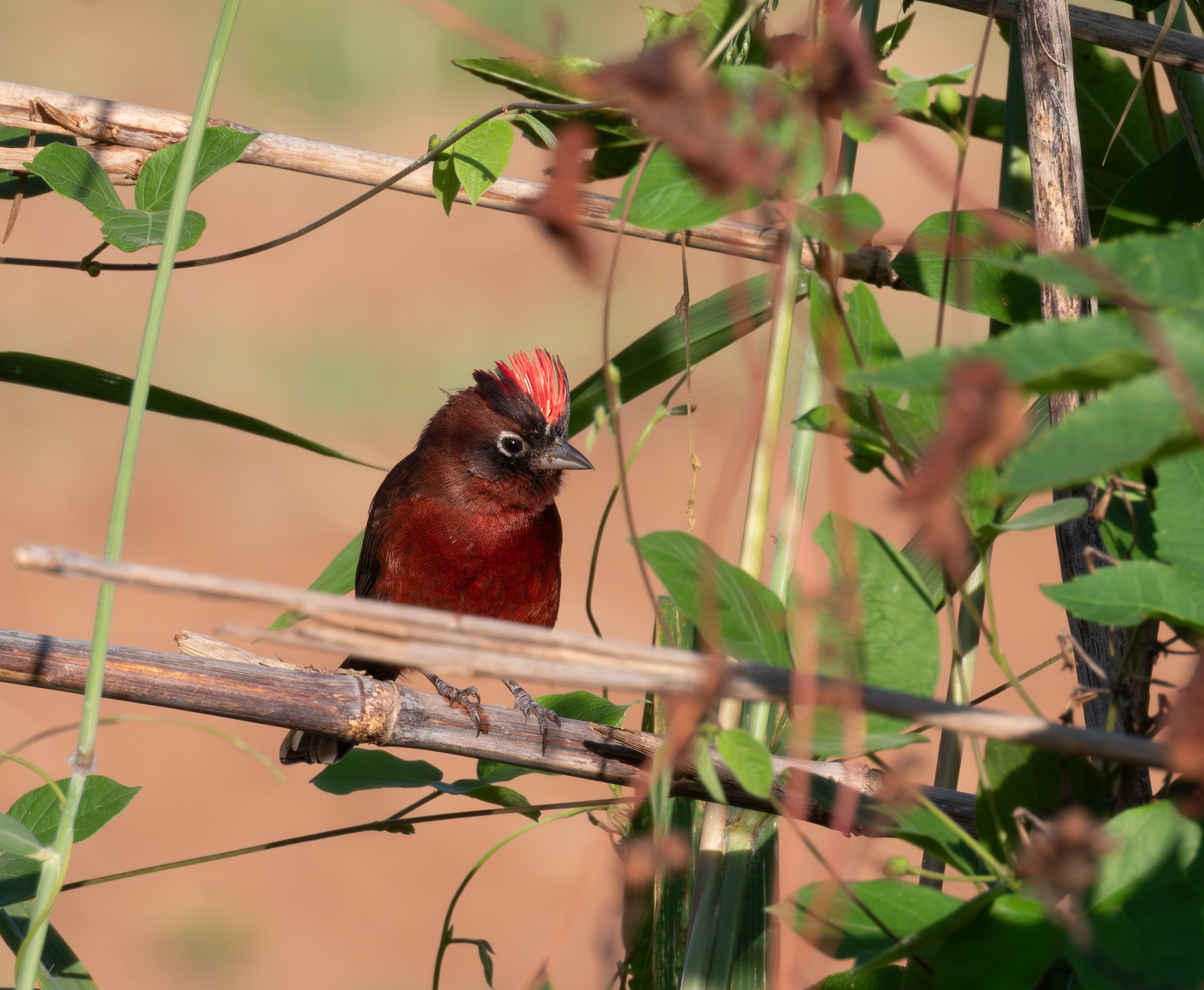 Red-crested Finch