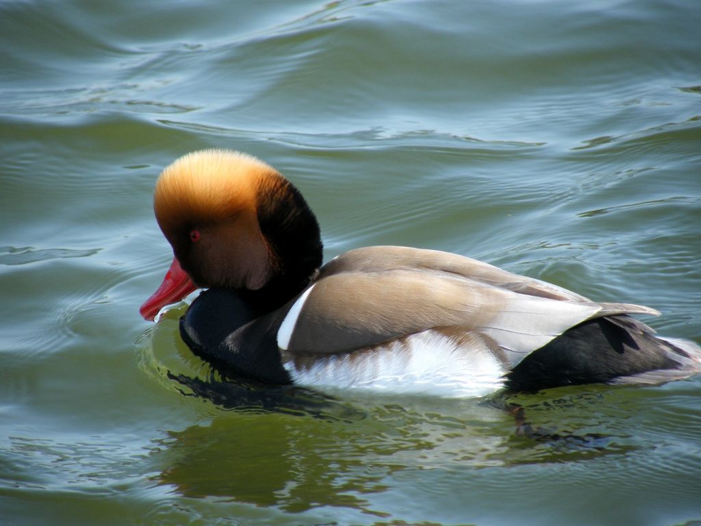 Red-crested Pochard