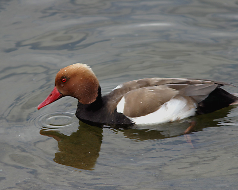 red crested pochard