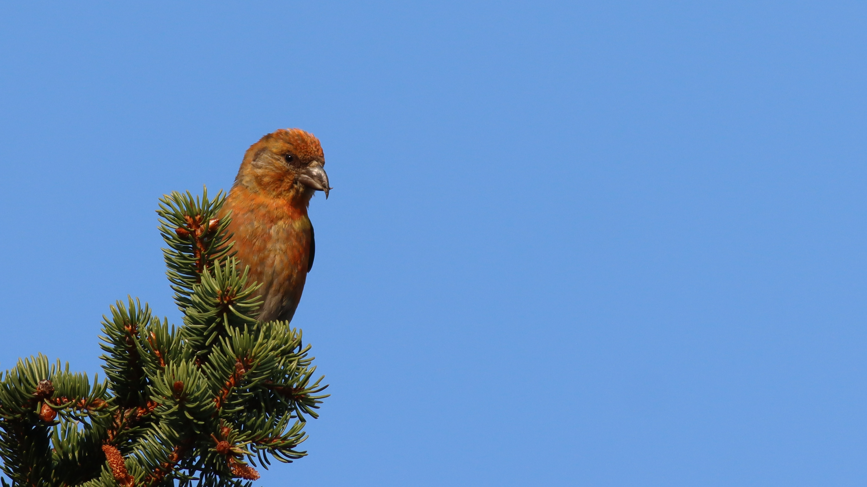 red crossbill (male)
