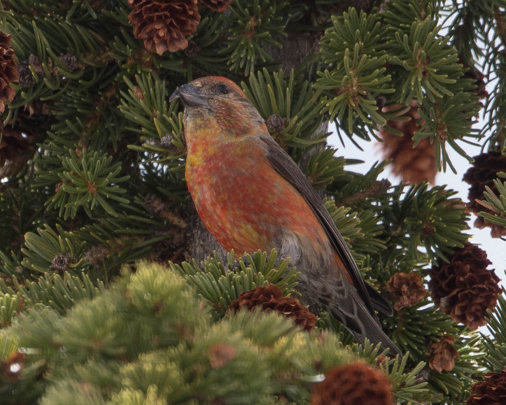 Red Crossbill