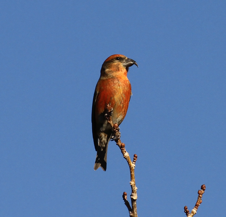 Red Crossbill