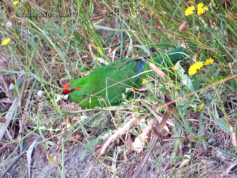 Red-crowned Parakeet