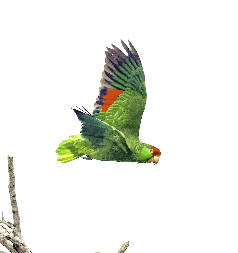 Red-crowned Parrot