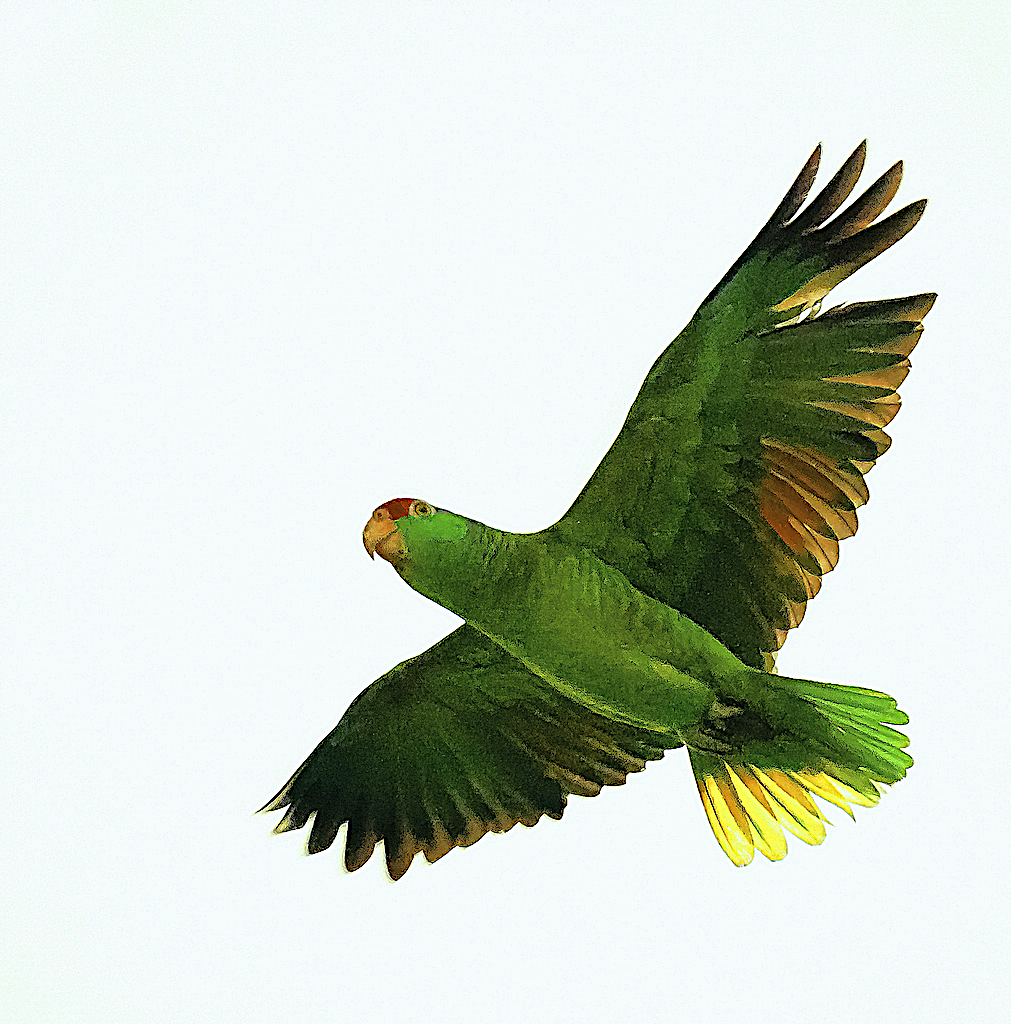 Red-crowned Parrot