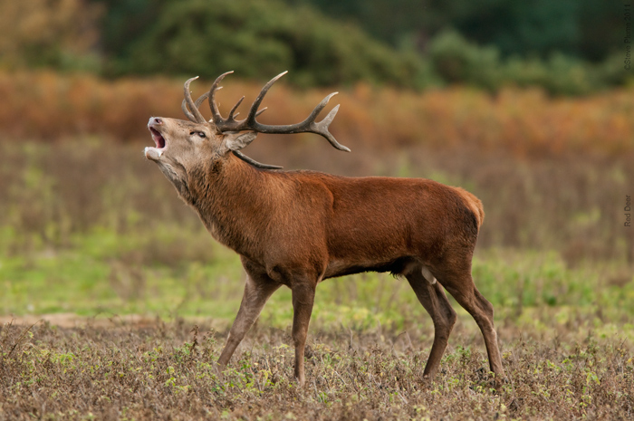 Red Deer Stag